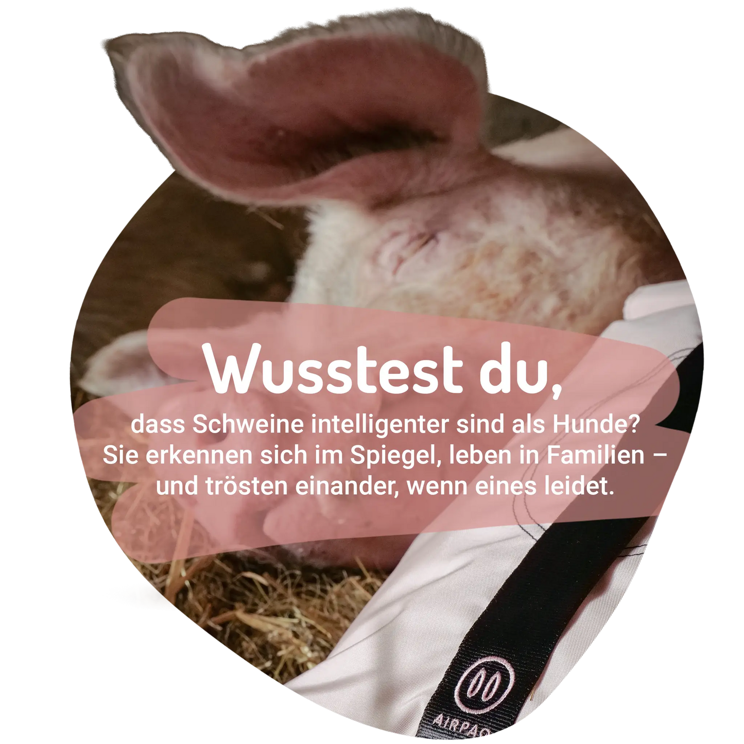 Ferkel Bundle