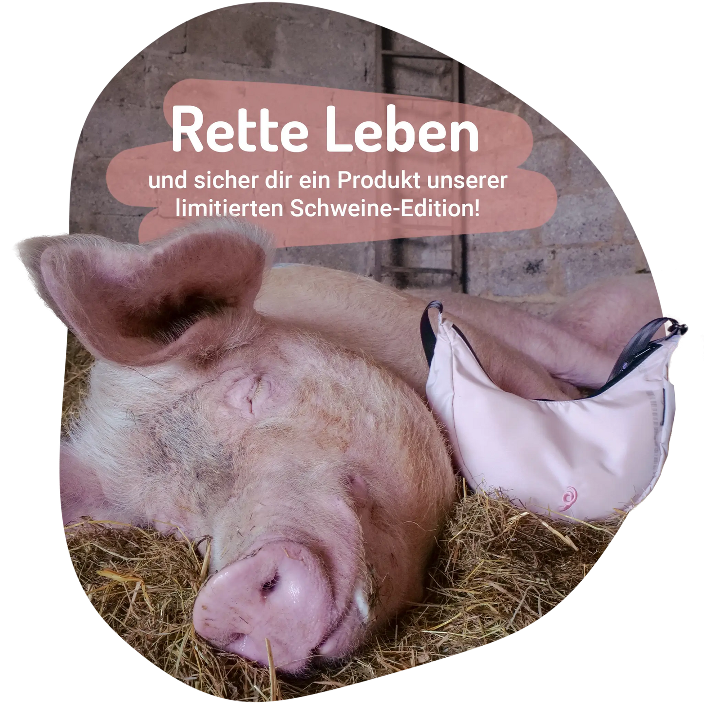 Ferkel Bundle